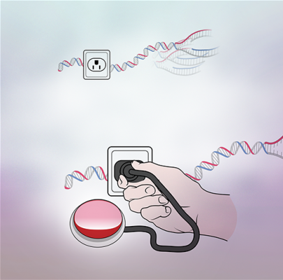 Keeping DNA Replication in Check