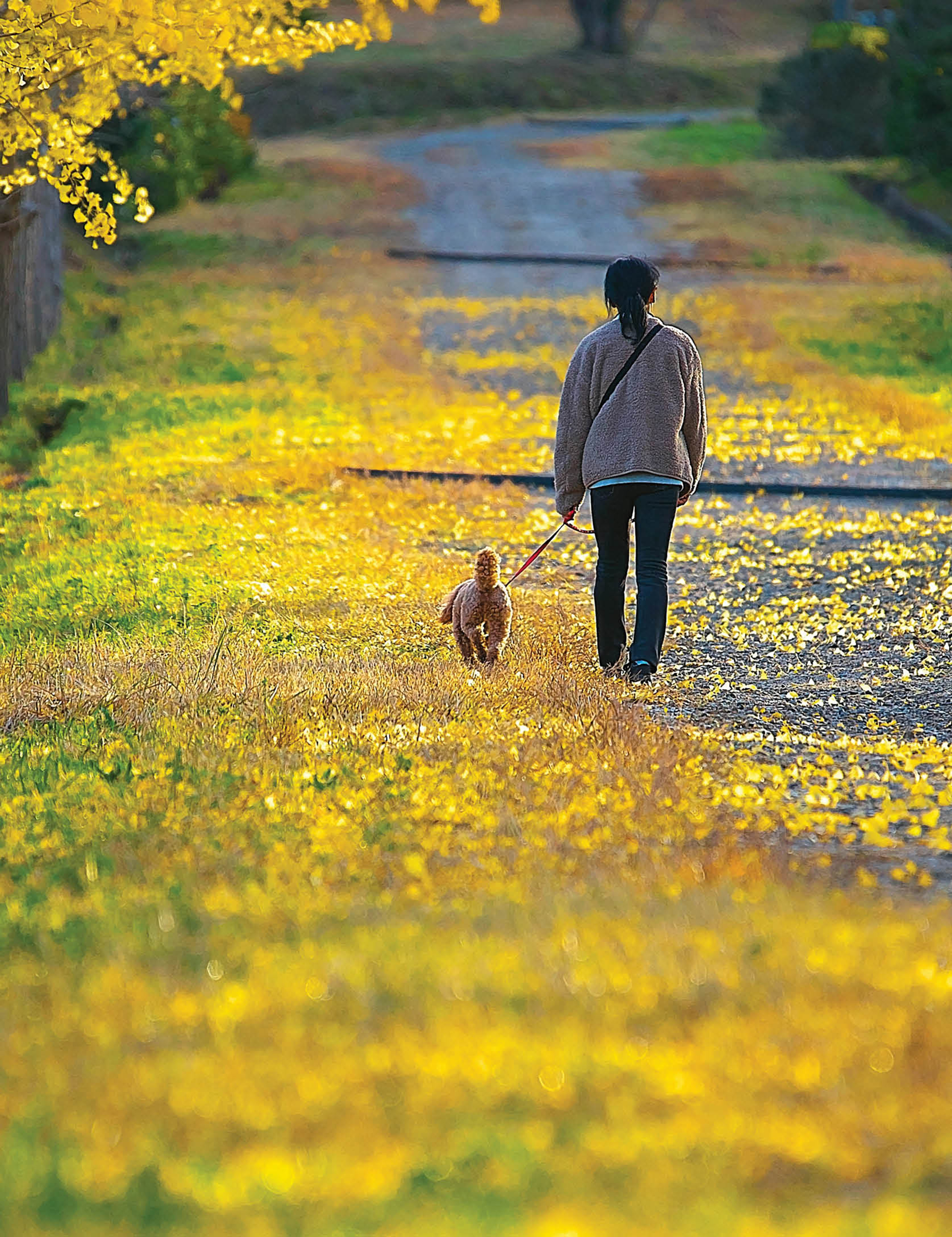 Learning from Our Pets 