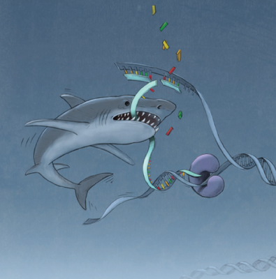 image depicts MRE11 nuclease as a shark chewing up DNA at a replication fork