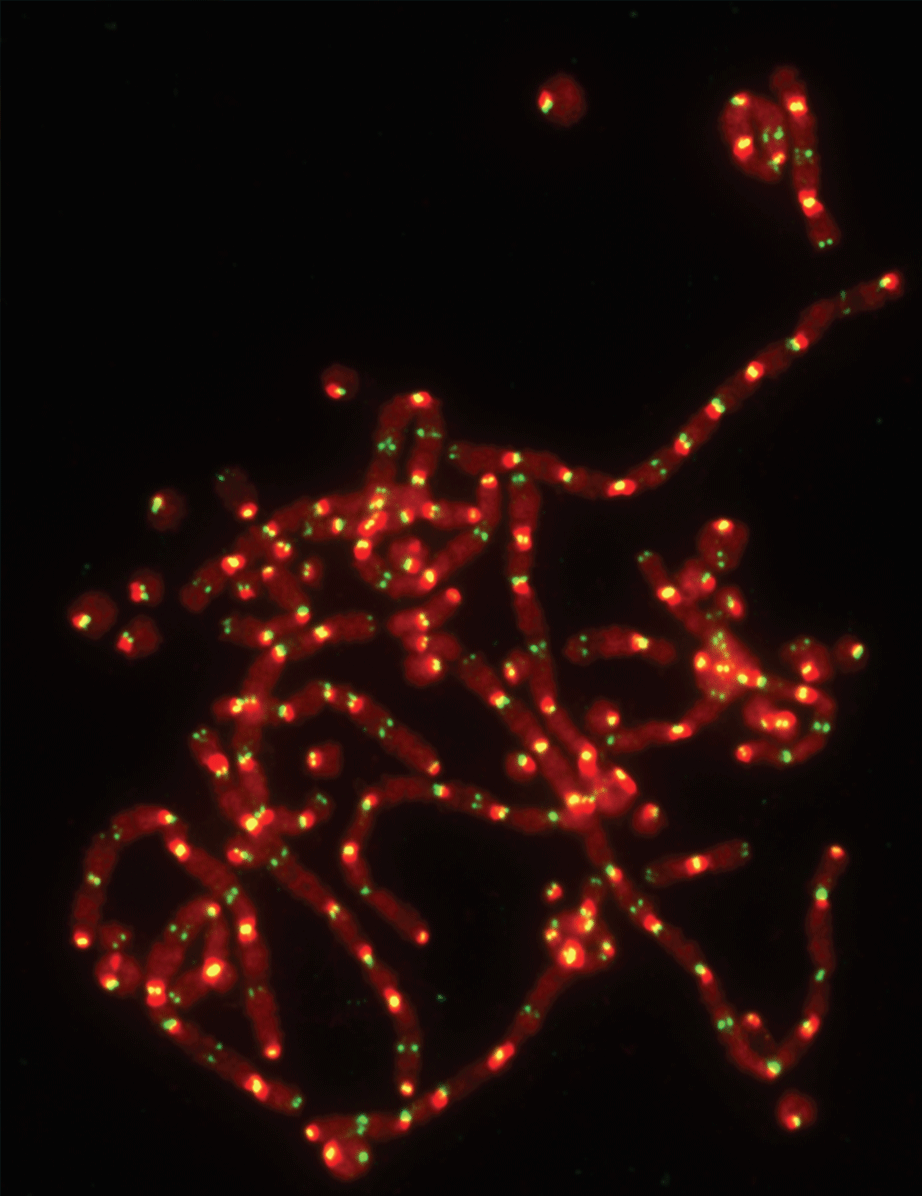 Protection Strategy - Image showing chromosome fusion