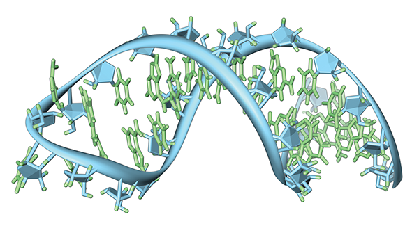 A hairpin loop from a pre-messenger RNA.