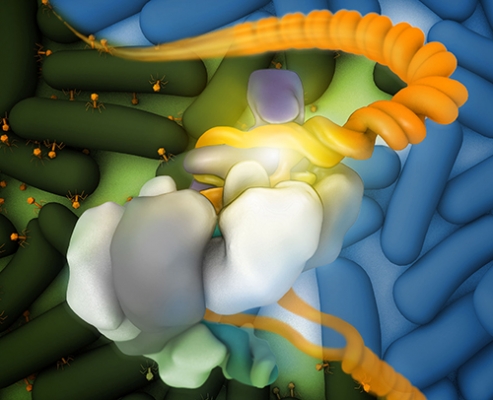 The Csy complex bound to DNA (orange)