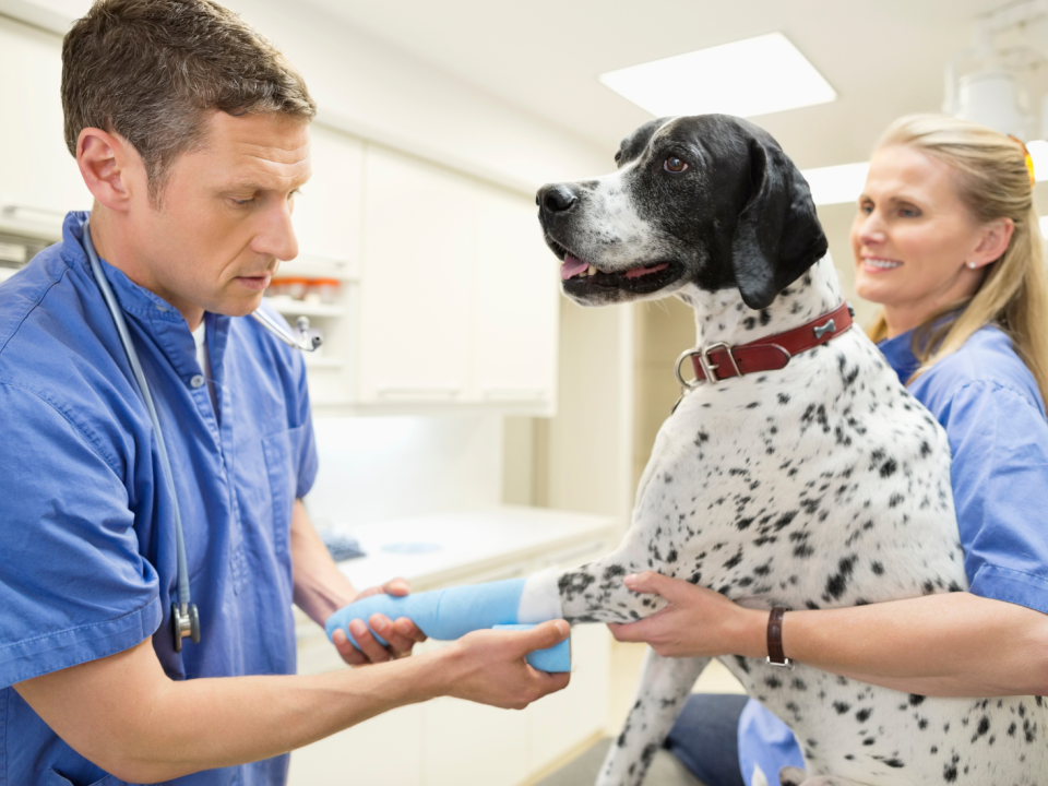 Dog surrounded by vet staff