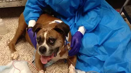 Dog patient beside a veterinarian