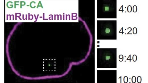 Methods for quantitative exploration of the biophysical properties of DNA and RNA.