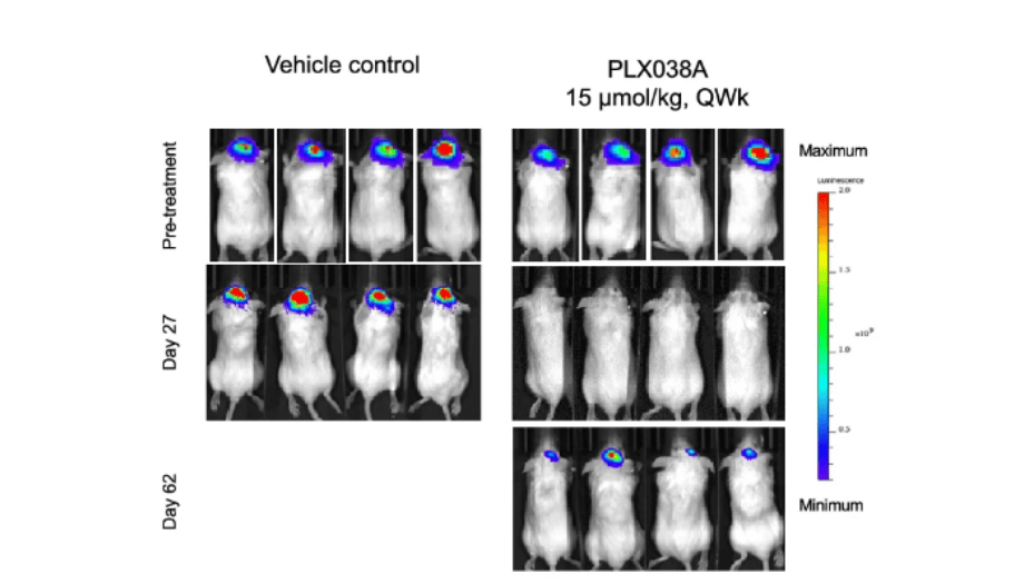 The image shows bioluminescence imaging of the effect of PLX038 on mice with glioblastoma before treatment, at day 27 and at day 62 after initiation of treatment. 