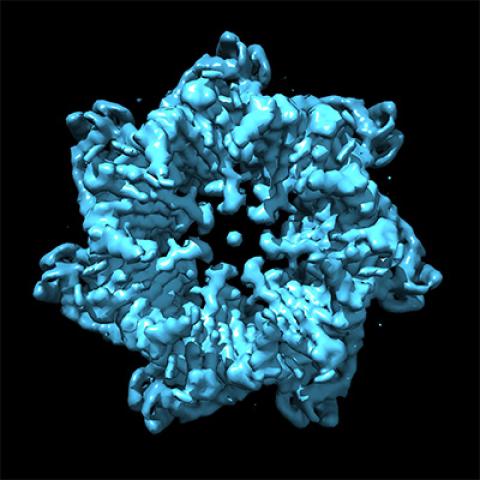 Molecular transporter that helps to assemble the machinery for cellular power generation