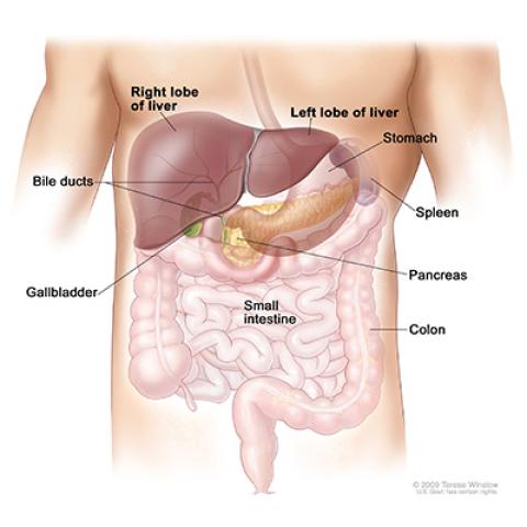 Liver anatomy