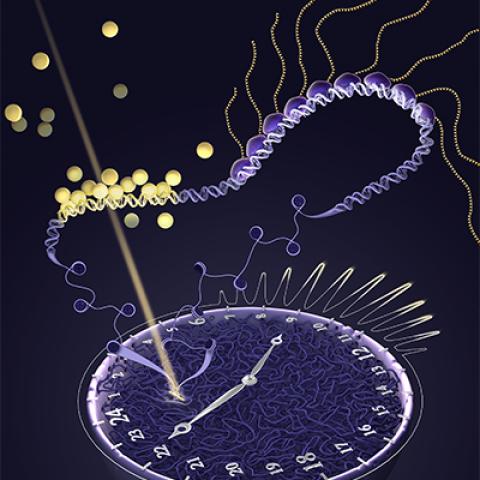 cross-section of a cell nucleus