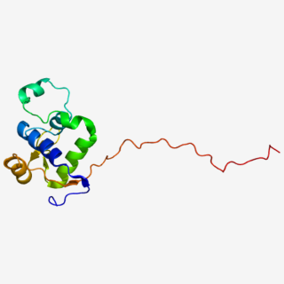 Werner Syndrome helicase 