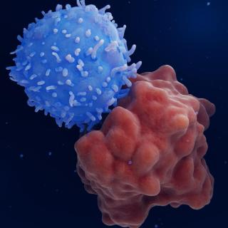 T cell attacking cancer cell