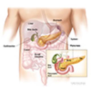 Pancreas anatomy