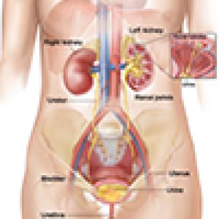 Anatomy of female urinary system