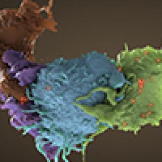 Three-dimensional structure of HIV infected and uninfected T cells interacting