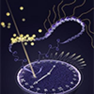 cross-section of a cell nucleus