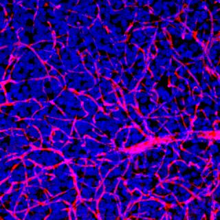 brain tissue before exposure to the experimental nanoparticles