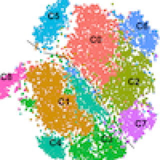 T cell analysis