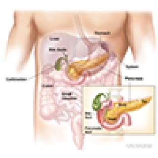 anatomy of the pancreas