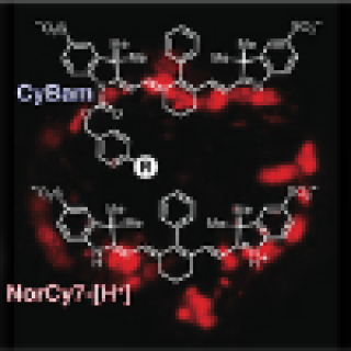 Near-infrared compounds for visualizing enzymatic activity in living organisms