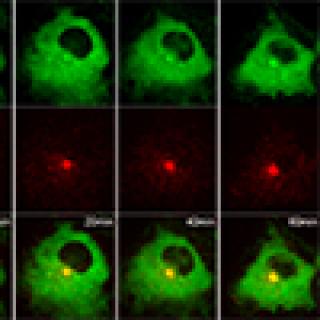 Live-cell fluorescence imaging showing Rabin8, labeled green, binding to Rab11a, labeled red, minutes after serum starvation in