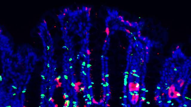 An image of mouse colon tissue (blue), proliferating stem cells (green) and PEDF (red). Image credit: Girak Kim, et al.