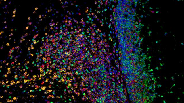 scaffold assisted vaccine