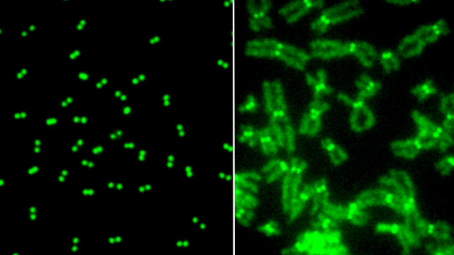 DNAJC9-depleted cells