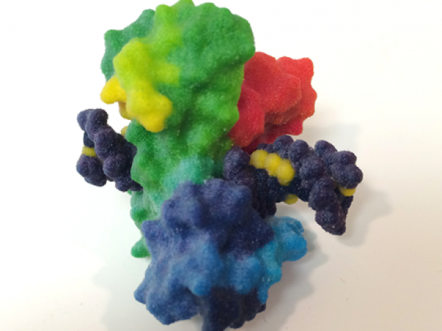 three-dimensional image of a topoisomerase break in over-twisted DNA