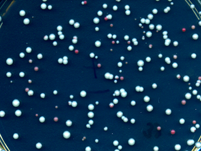 Uniparental disomy has occurred in the red and pink yeast colonies but not in the white colonies.