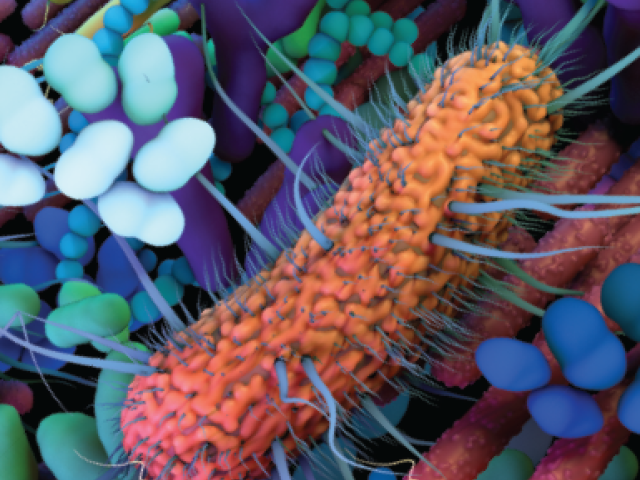 Better Microbes, Better Immunotherapy - Illustration of gut microbes