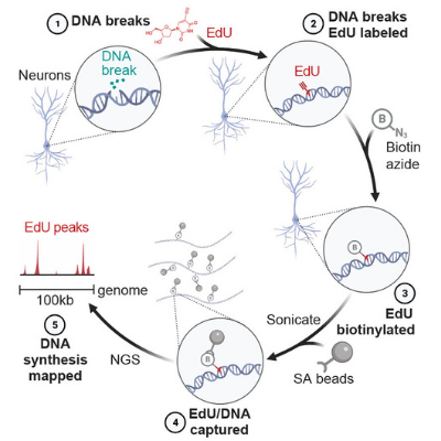 Neuronal Hotspots