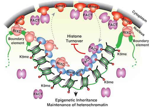 Model showing nuclear peripheral localization of heterochromatin