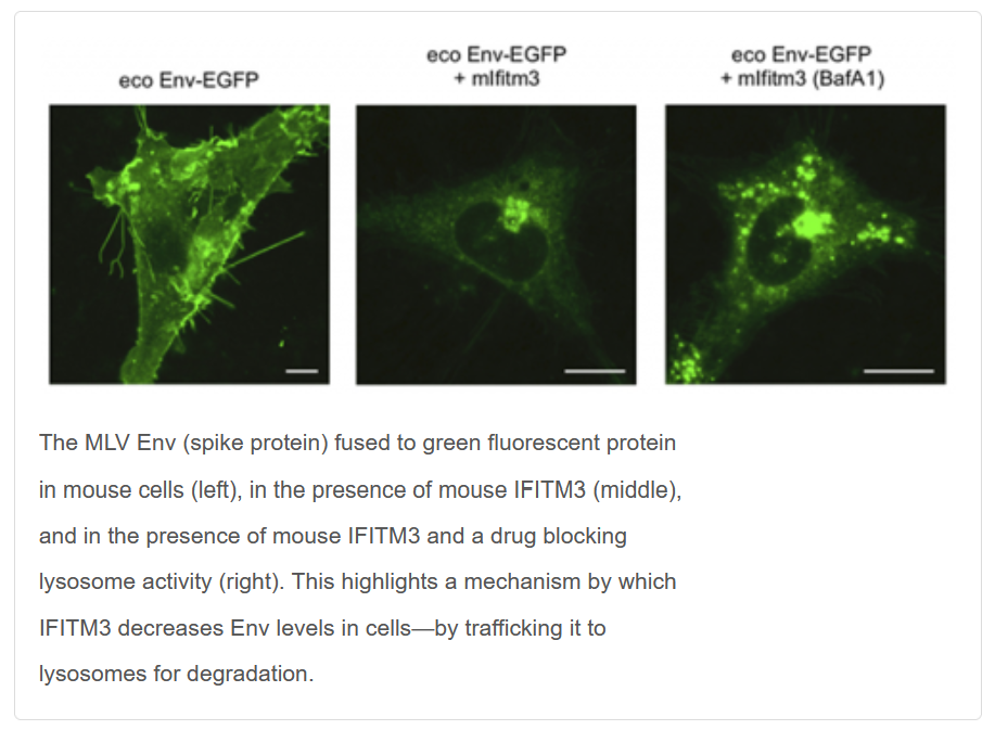 Figure and caption from NCI-Frederick Poster article "Two Teams, One Lab, One Partnership to Find Vulnerabilities in Viruses," 29 June 2020