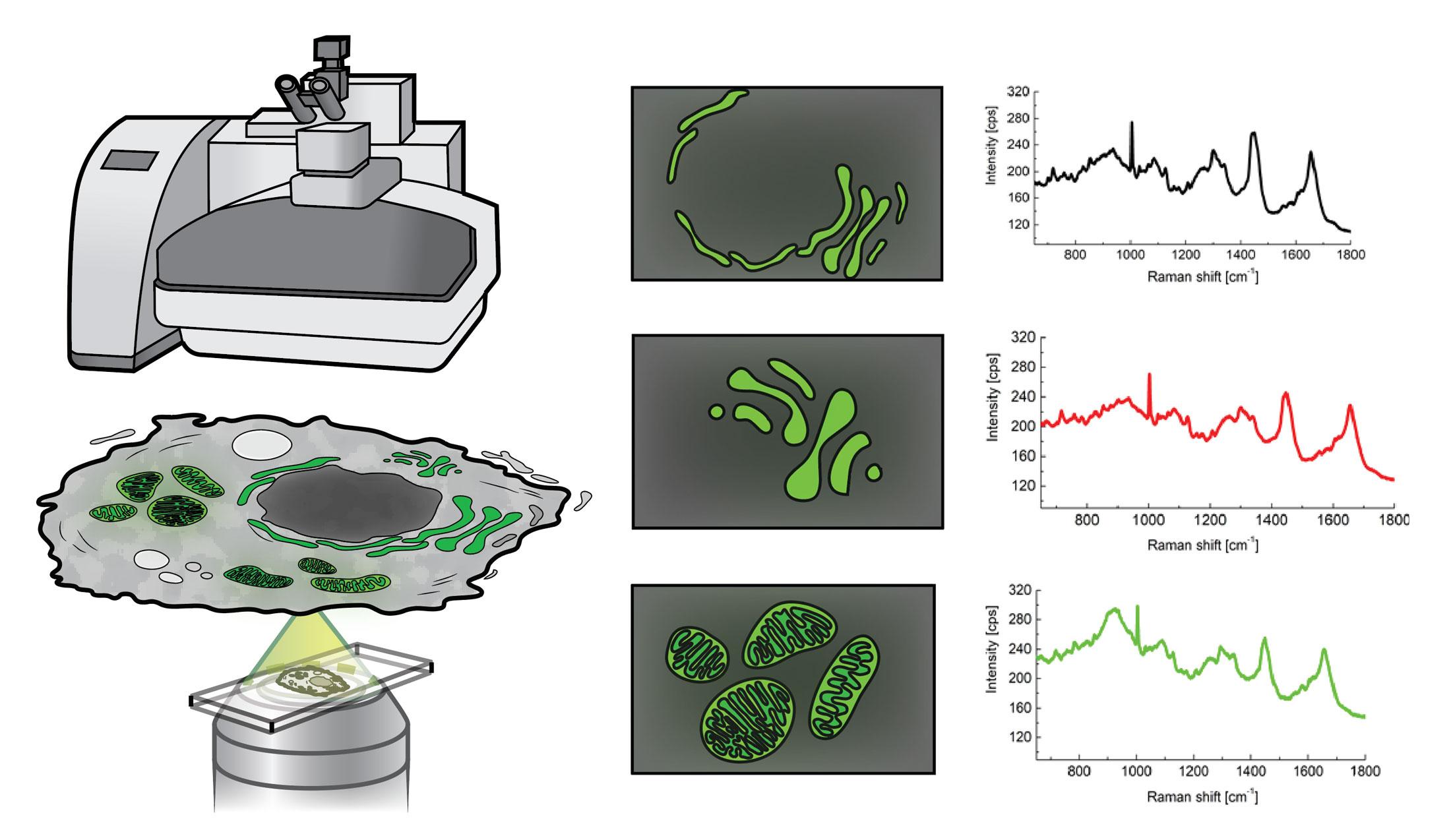 Illustration of Raman Imaging Microscopy