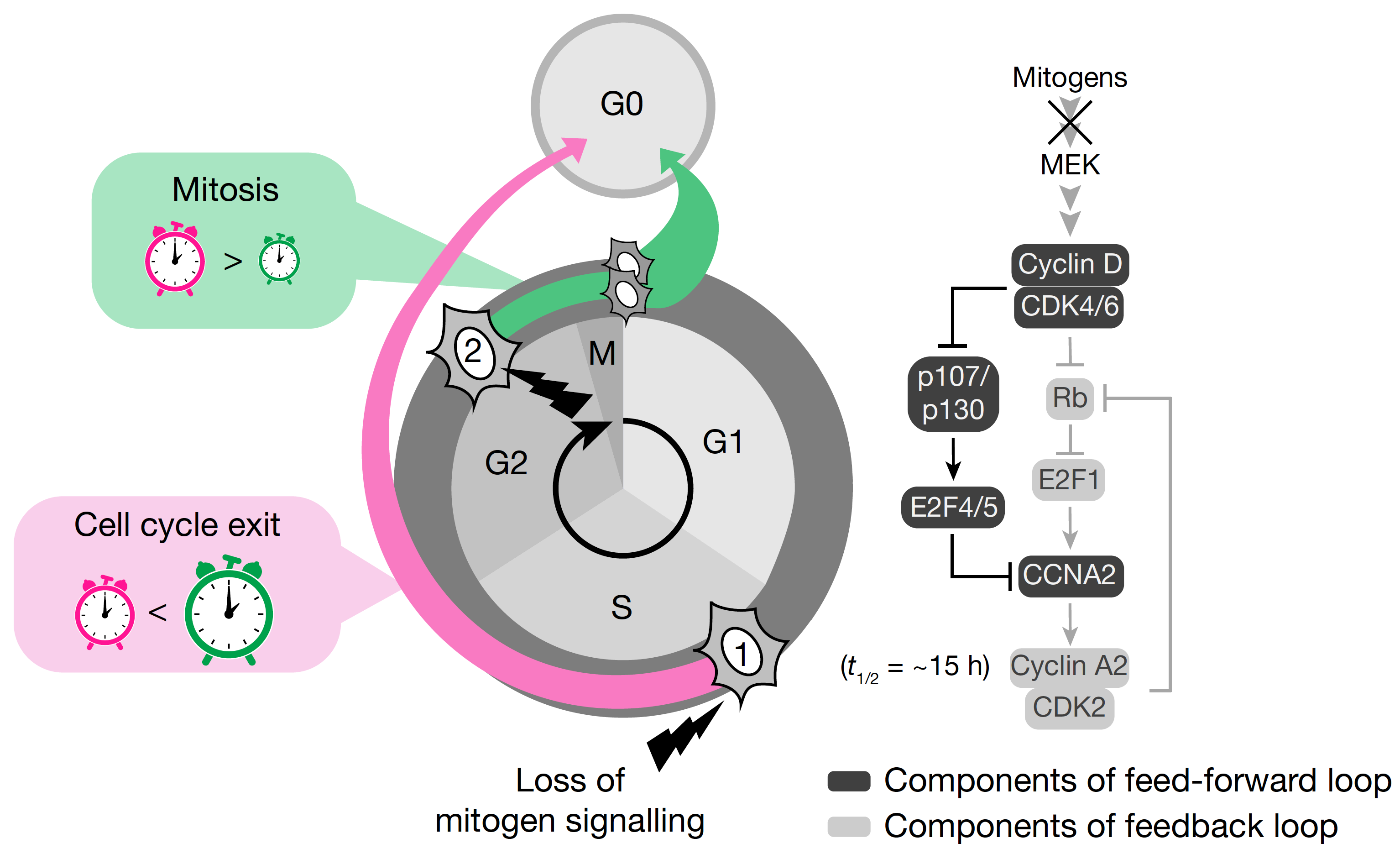 Schematic of the cell cycle feed-forward loop