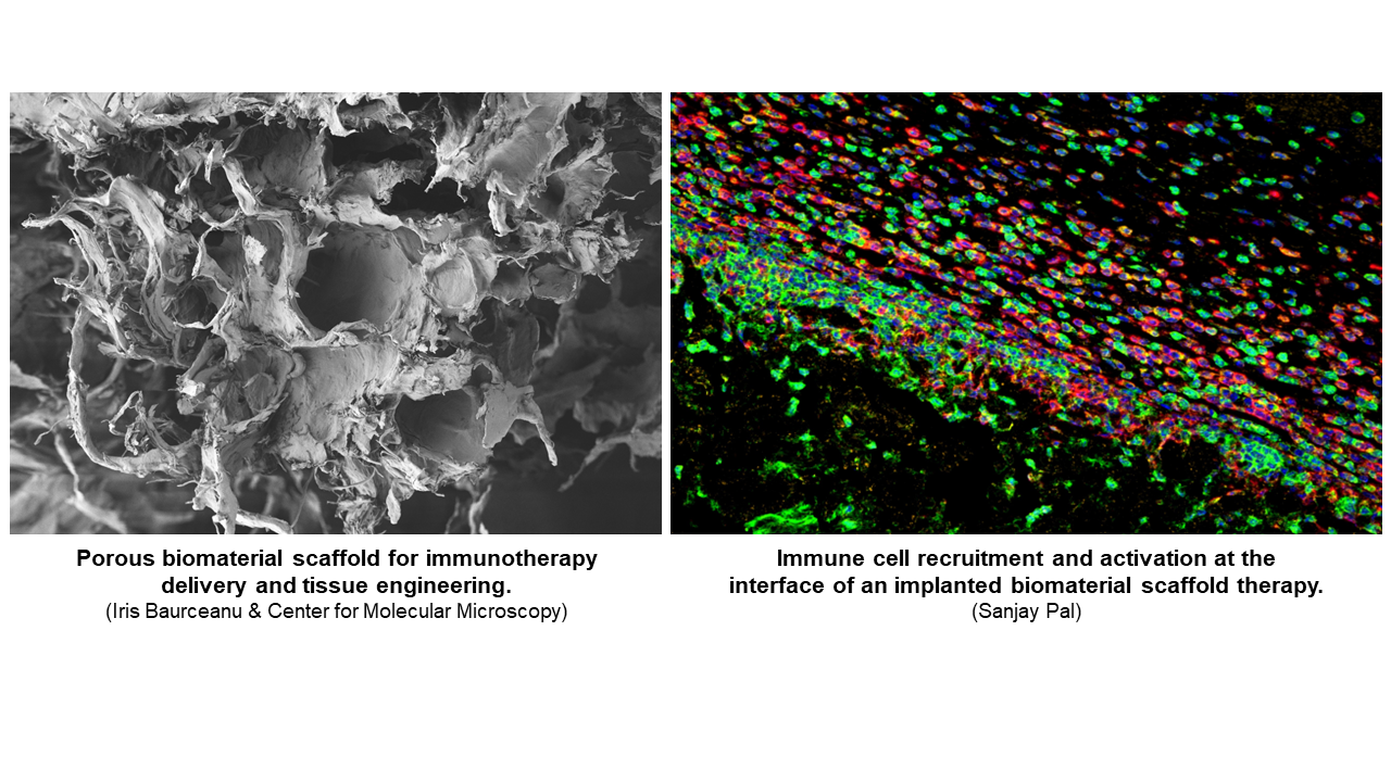 Scientific images from the Wolf Lab