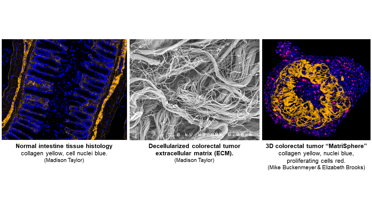 Scientific images from the Wolf Lab