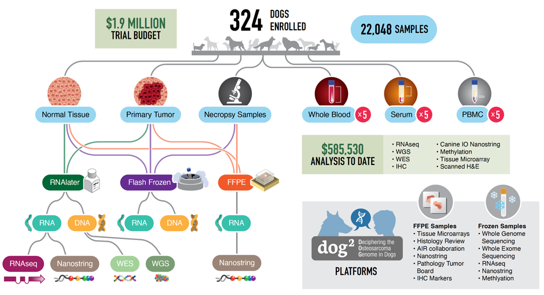 DOG2 Project infographic