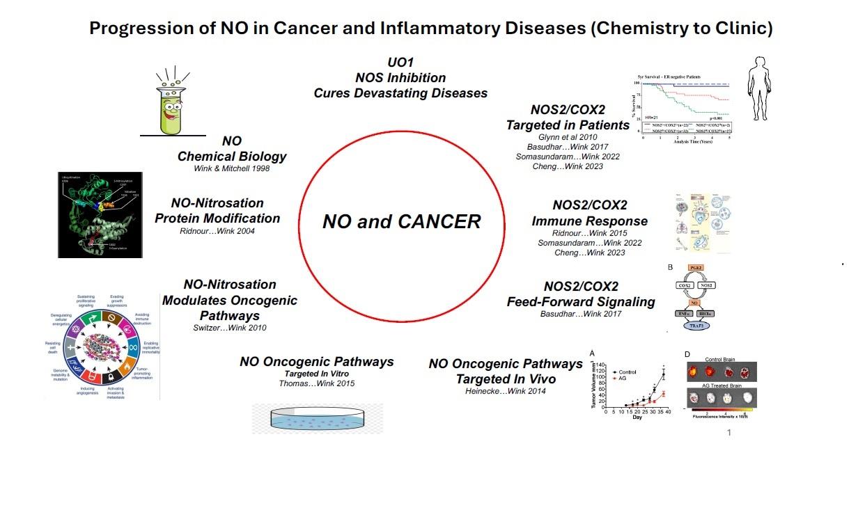 Progression of NO in Cancer