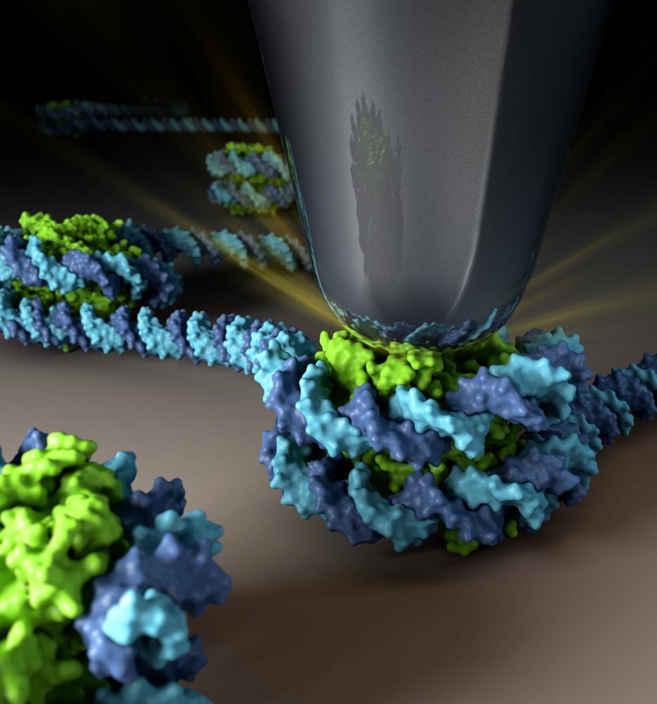 Nucleosome indentation