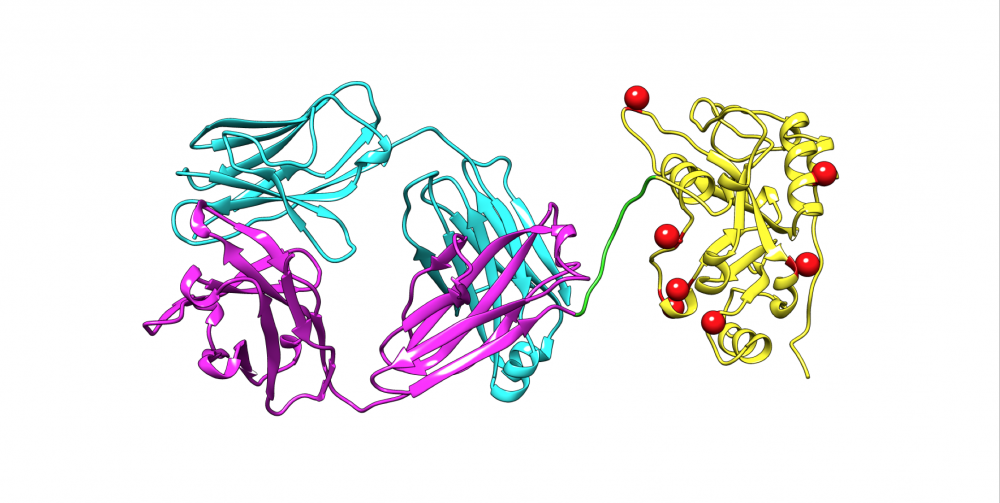 Structural model of LMB-100