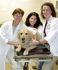 COP staff with a canine patient