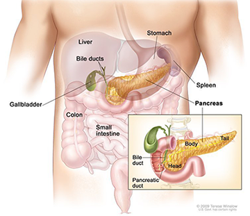 diagram of foregut anatomy