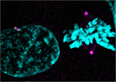 Centrosomes in interphase and mitosis. 