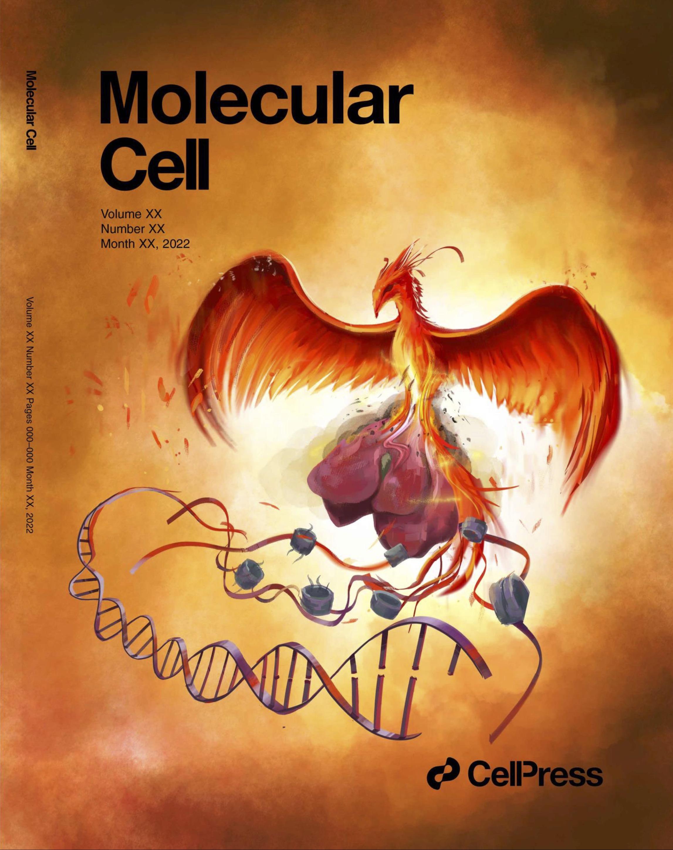 Chromatin Phoenix