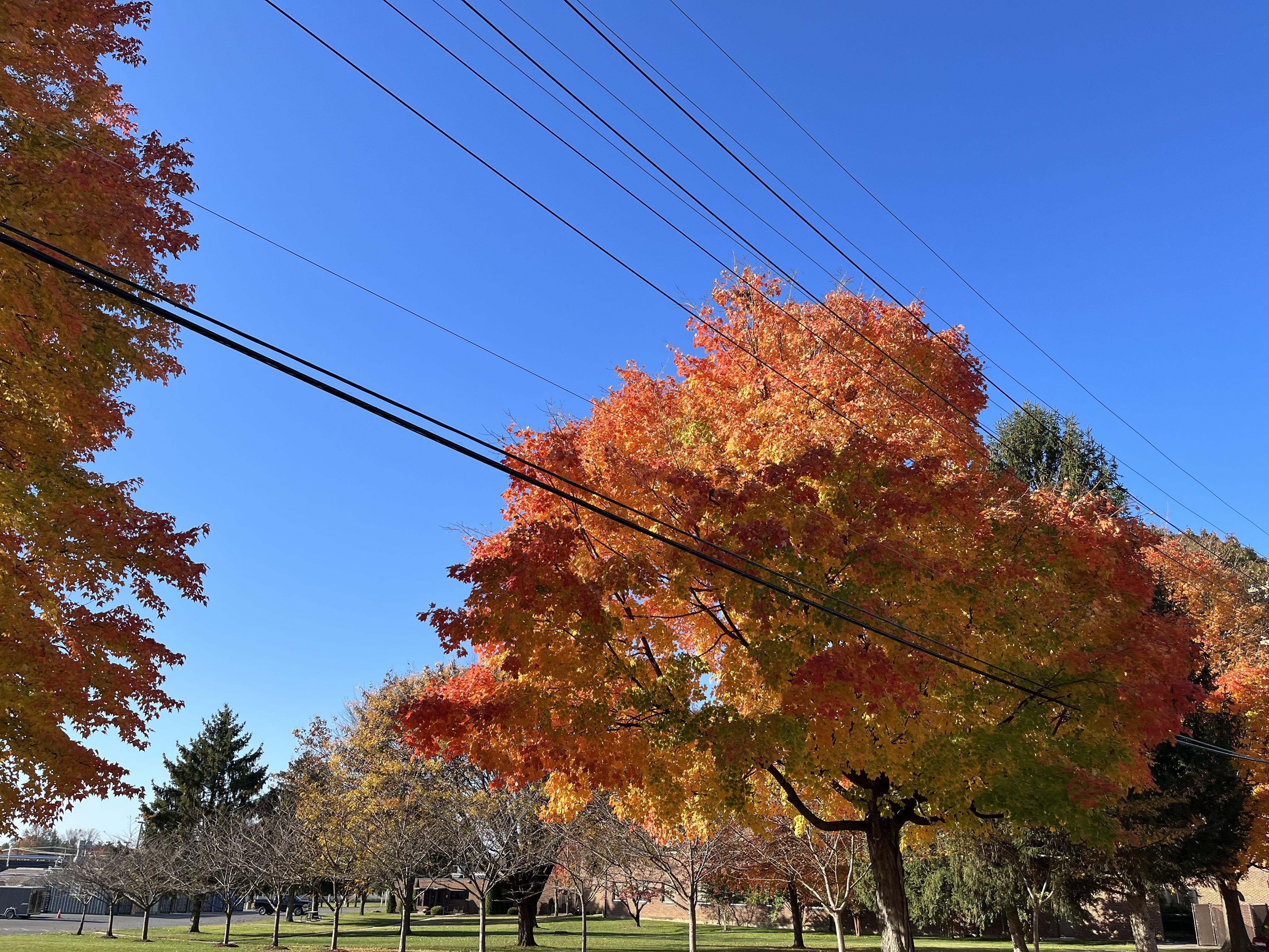 Tree in autumn.