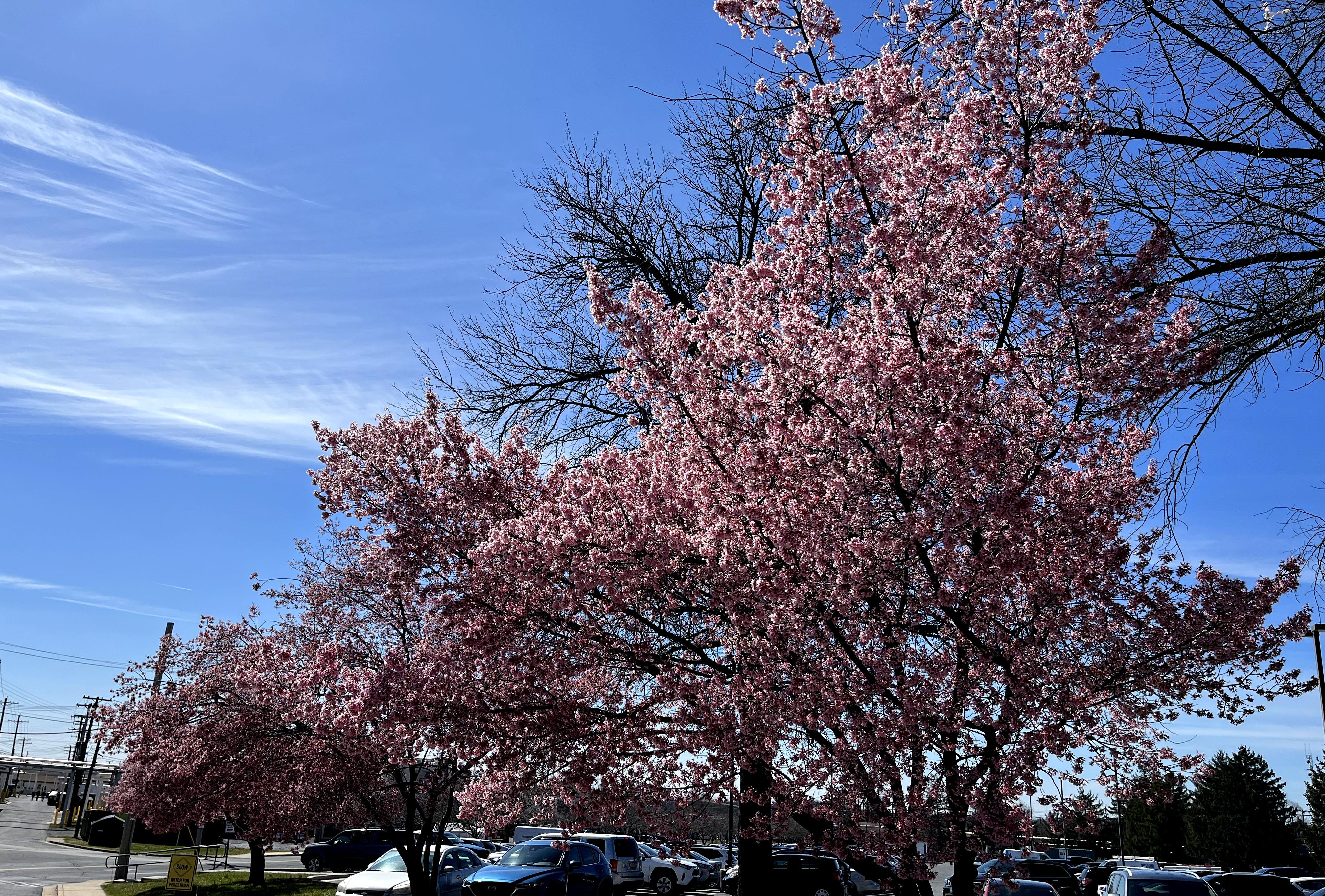 Cherry blossom