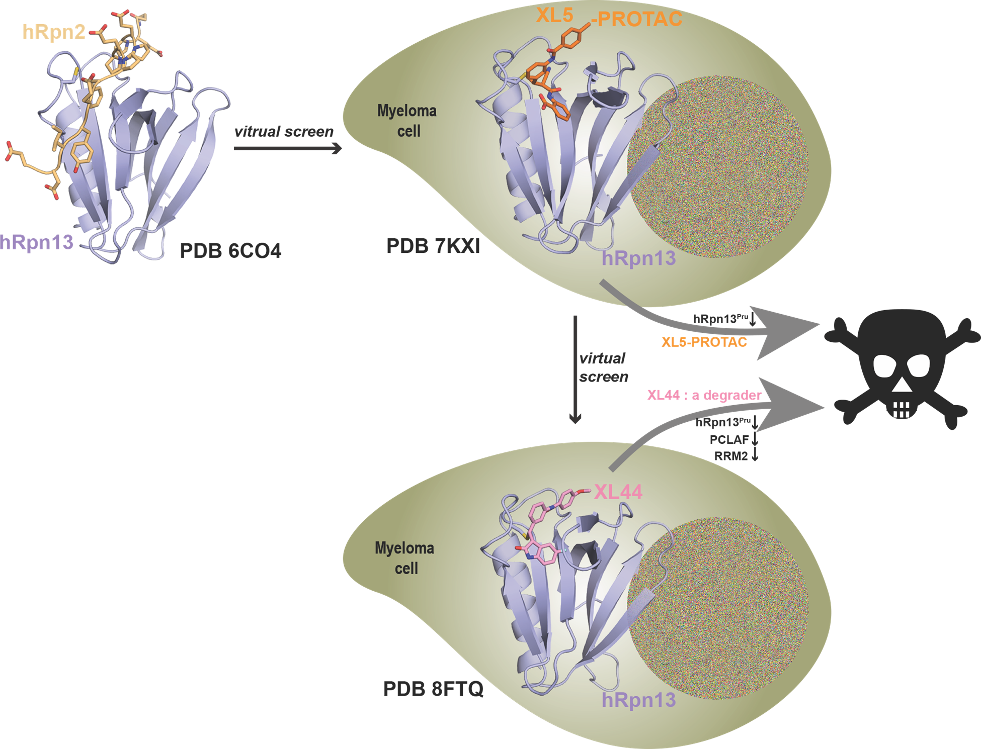 The NMR structure of hRpn13 Pru with hRpn2 (940-953)