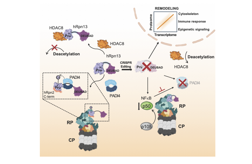 Representative image schematic showing PROTAC