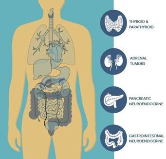 Diagram of the gastrointestinal tract